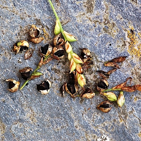 Anthracoidea paniceae