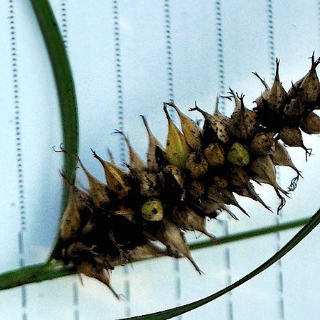 Anthracoidea subinclusa