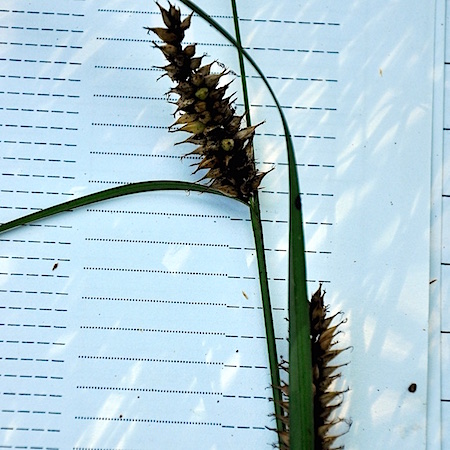 Anthracoidea subinclusa