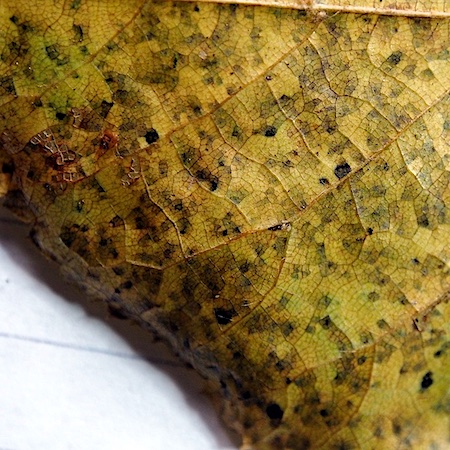 Apiognomonia errabunda