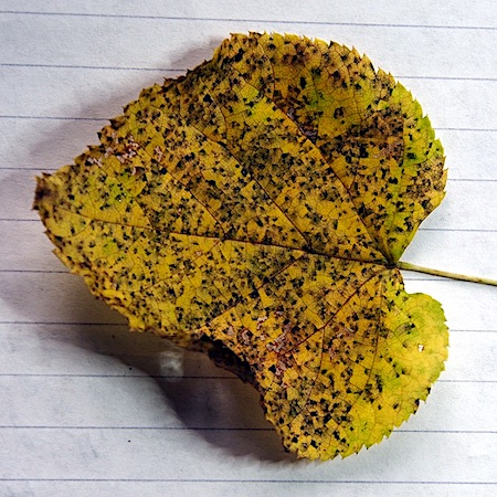 Apiognomonia errabunda