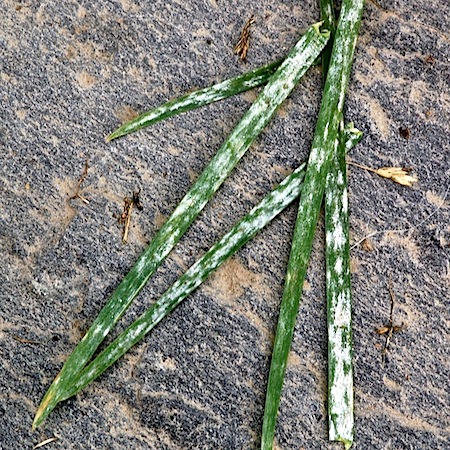 Blumeria graminis