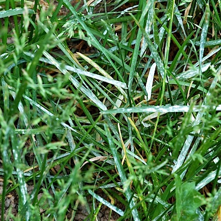 Blumeria graminis