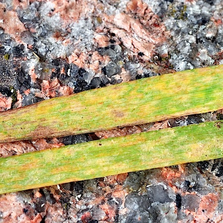 Blumeria graminis