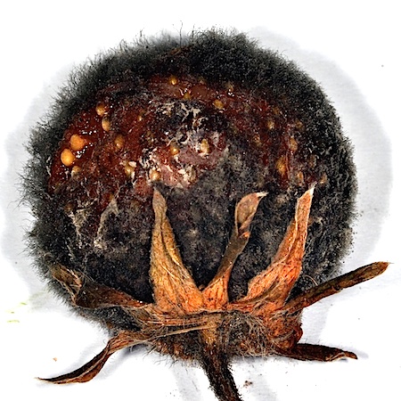 Botrytis cinerea