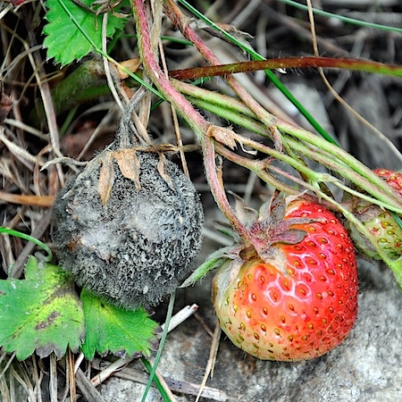 Botrytis cinerea
