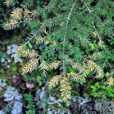 Chrysomyxa ledi