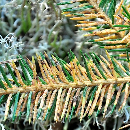 Chrysomyxa ledi