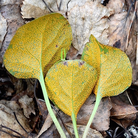 Chrysomyxa pyrolata