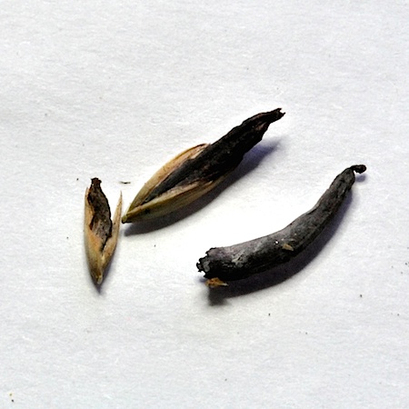 Claviceps purpurea