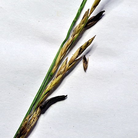 Claviceps purpurea