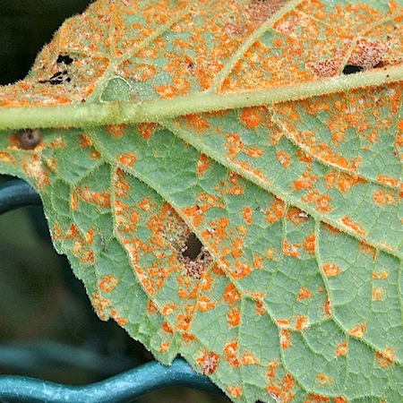 Coleosporium campanulae