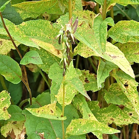 Coleosporium campanulae