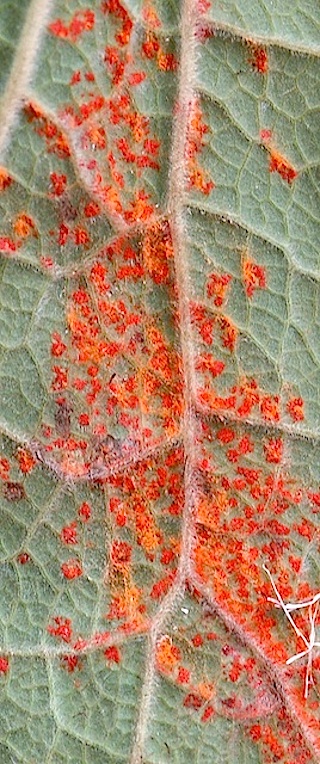 coleosporium_inulae