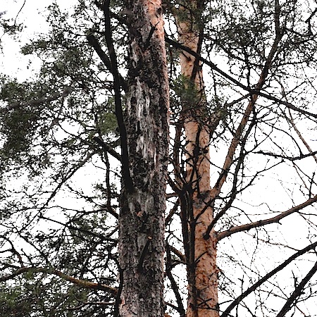 Cronartium flaccidum