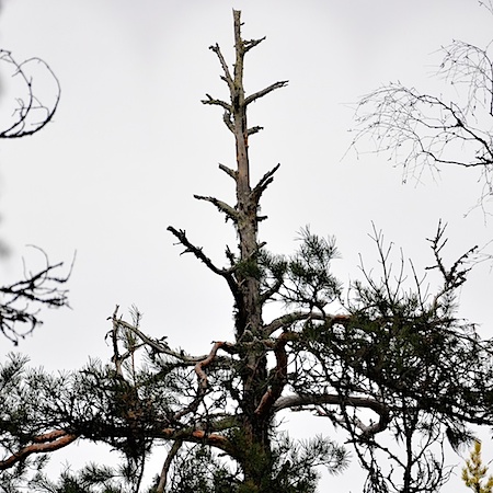 Cronartium flaccidum