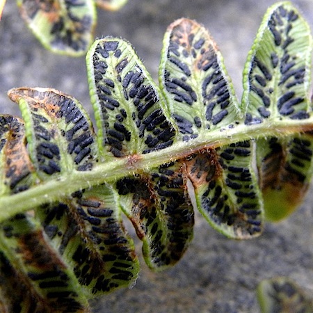 Cryptomyces pteridis