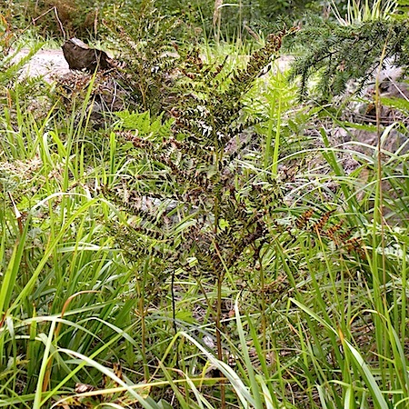 Cryptomyces pteridis