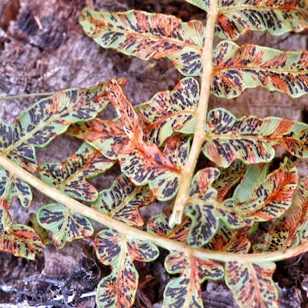 Cryptomyces pteridis