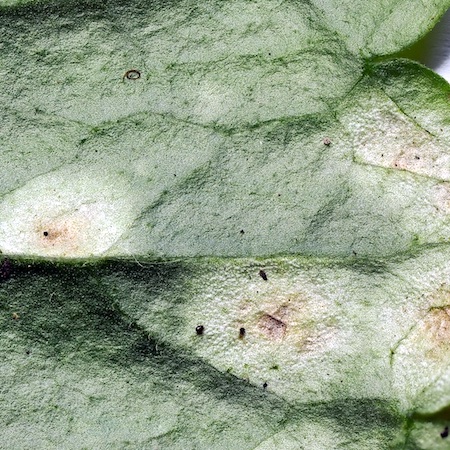 Peronospora ranunculi