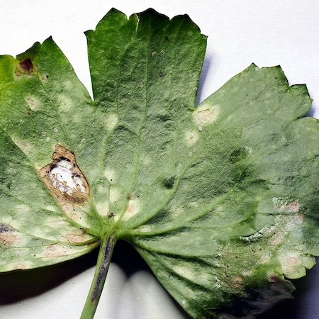 Peronospora ranunculi