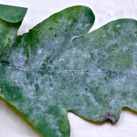 Erysiphe alphitoides