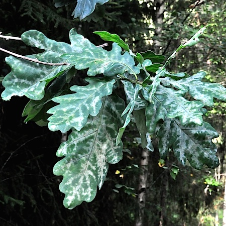 Erysiphe alphitoides
