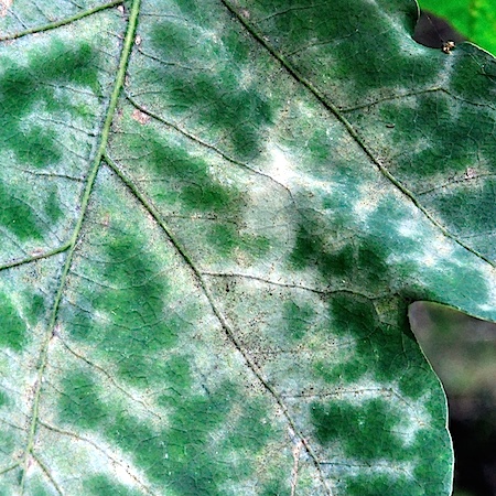 Erysiphe alphitoides