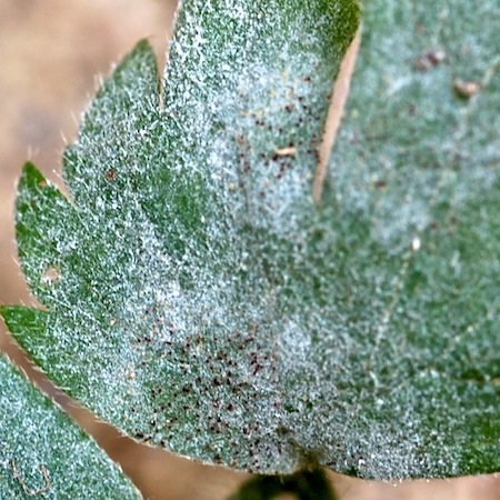 Erysiphe aquilegiae var. ranunculi)