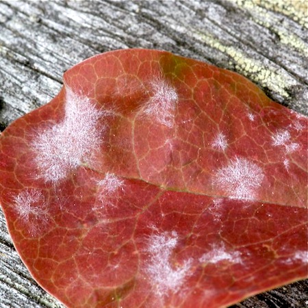 Erysiphe berberidis