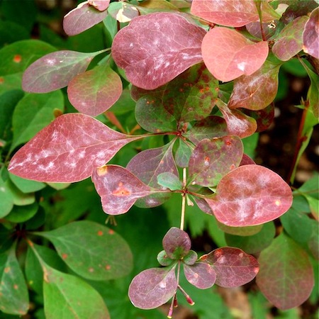 Erysiphe berberidis