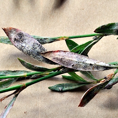 Erysiphe polygoni