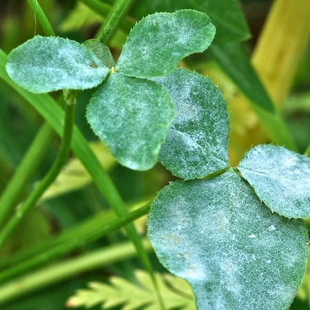 Erysiphe trifoliorum