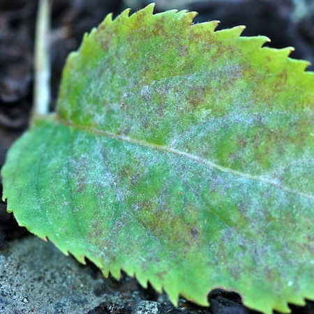 Erysiphe vanbruntiana