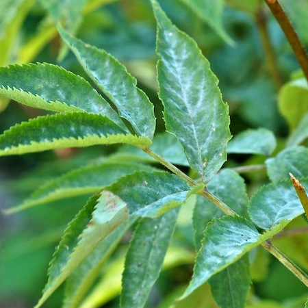 Erysiphe vanbruntiana