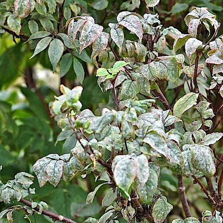 Erysiphe vanbruntiana