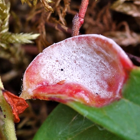 Exobasidium vaccinii