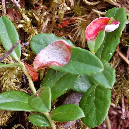 Exobasidium vaccinii