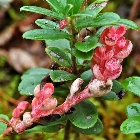 Exobasidium vaccinii