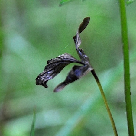 Fabraea ranunculi