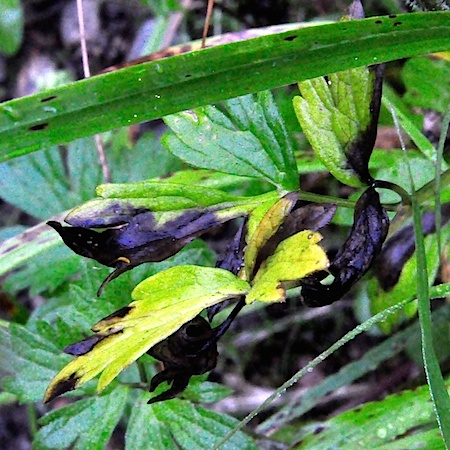 Fabraea ranunculi
