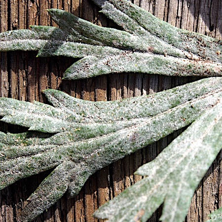 Golovinomyces artemisiae