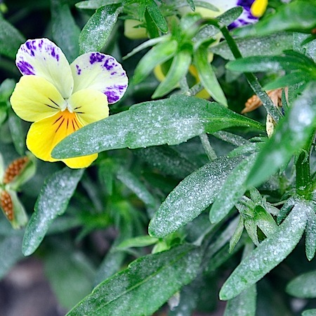 Golovinomyces orontii