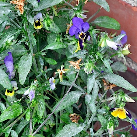 Golovinomyces orontii