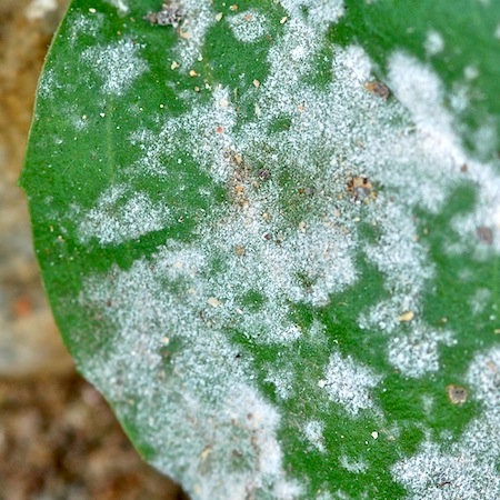 Golovinomyces sordidus