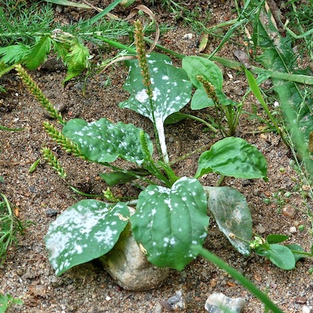 Golovinomyces sordidus