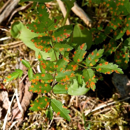 Gymnosporangium cornutum