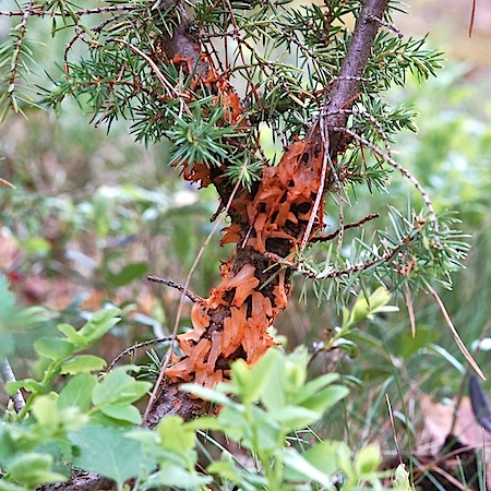 Gymnosporangium cornutum