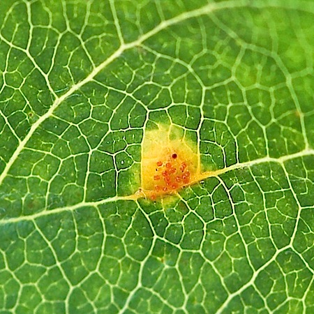 Gymnosporangium tremelloides