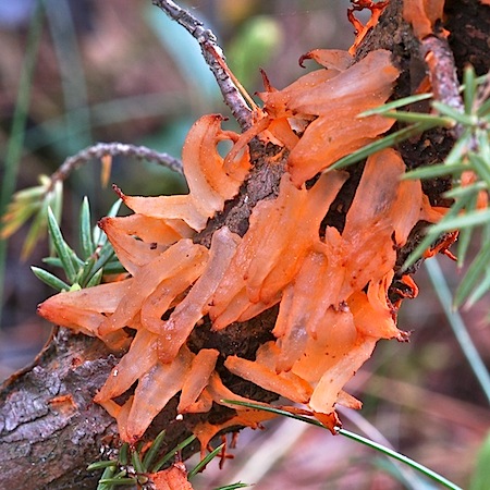 Gymnosporangium tremelloides
